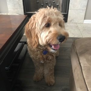 Meet your Posher, Alice